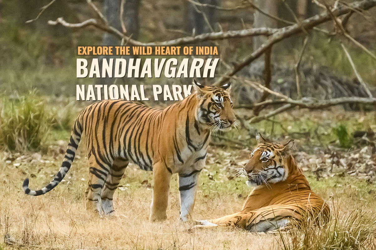 Bandhavgarh National Park