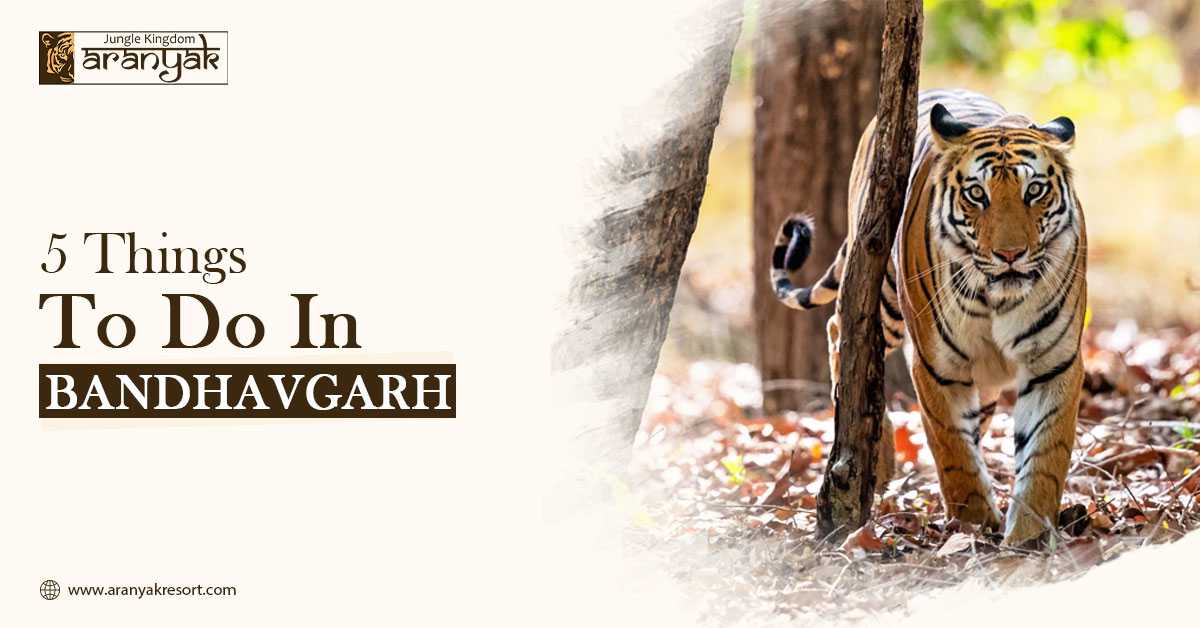 5 Things To Do in Bandhavgarh