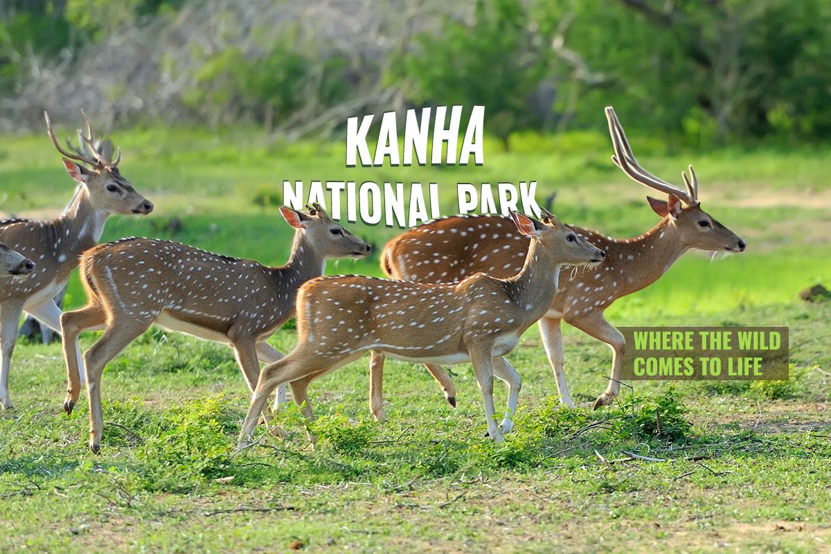 Kanha National Park